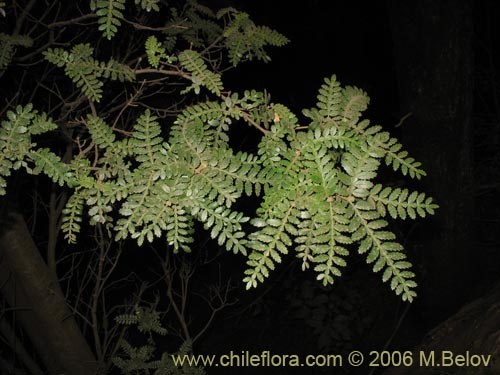 Image of Weinmannia trichosperma (Tineo / Palo santo). Click to enlarge parts of image.